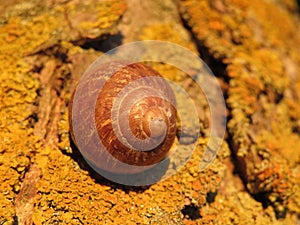 Slow animal shell shell house antennae trail