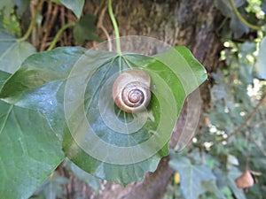 Slow animal snail on a tree leaf kept in its shell