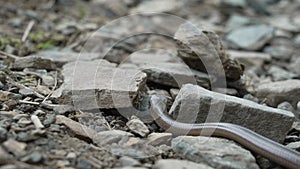 slow or blind worm, Angius fragilis, is a legless lizard