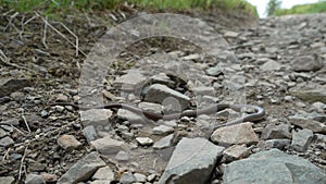 slow or blind worm, Angius fragilis, is a legless lizard