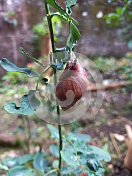 A slow brown snail crawls on the tree