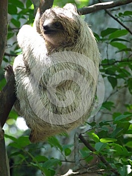 Slow climbing by a baby sloth photo