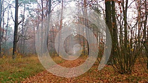 Slow drone flying in autumn forest at dawn. The rays of the sun make their way through the fog.