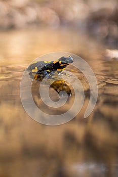 Slow fire salamander resting in water with blurred riverbank in background
