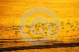 Slow flight of birds and panning in motion blur natural background