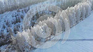 Slow flight over winter forest with hoarfrost trees.