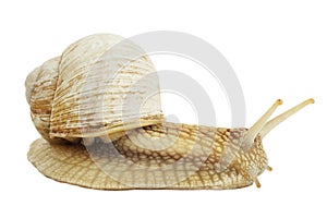 Slow garden snail isolated on white background. Brown clam