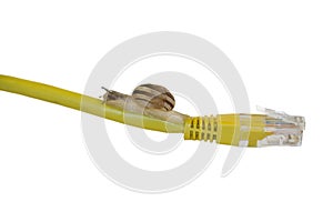 Slow internet connection like a snail