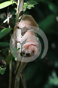 Slow loris