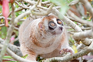 Slow loris