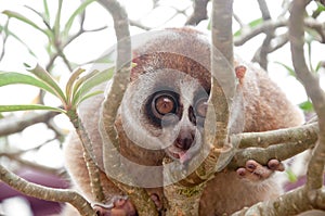 Slow loris