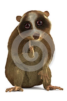 Slow loris