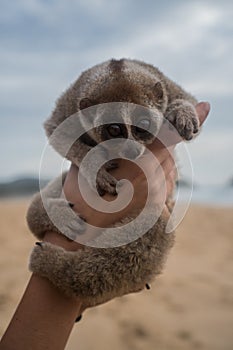 Slow loris in the hand of women on the beach