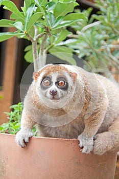 Slow loris monkey