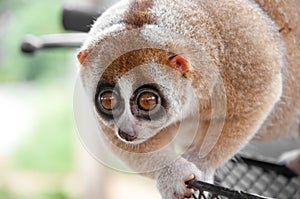 Slow loris monkey