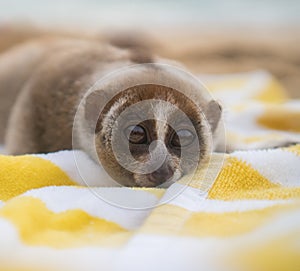 Slow loris monkey lying on the towel on the beach