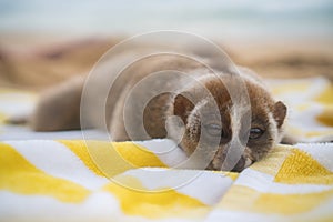 Slow loris monkey sleeping on the towel on the beach