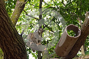 Slow Loris playing on a tree