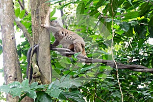 Slow Loris playing on a tree