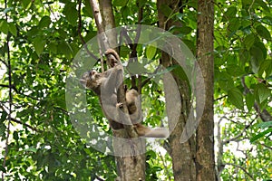 Slow Loris playing on a tree