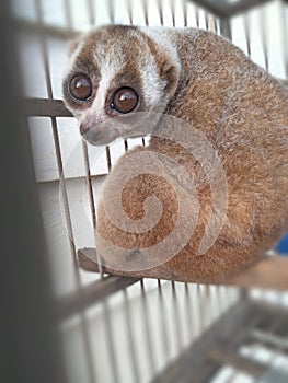 The slow loris is a very unique animal