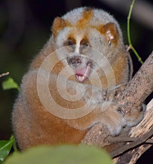 Slow Loris Yawning