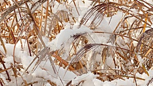 Slow melting first snow on dried blade grass