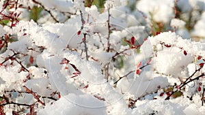 Slow melting first snow on Ripe Red Barberry beries