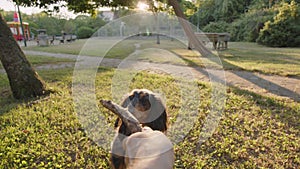 Slow motion 120 FPS, a long-haired dachshund dog running on the grass with a stick in his teeth. Happy dog playing in