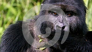 slow motion of adult gorilla eating and chewing-003