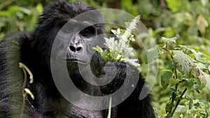 slow motion of adult gorilla eating and chewing-004