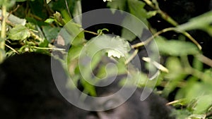 slow motion of adult gorilla eating and chewing-006