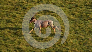 Slow Motion of Aerial African Animal Wildlife Shot of Topi Running in Masai Mara in Africa, Kenya Ho