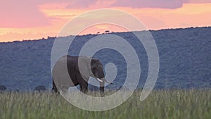 Slow Motion of Africa Wildlife, African Elephant in Beautiful Orange Pink Sunset in Masai Mara, Keny