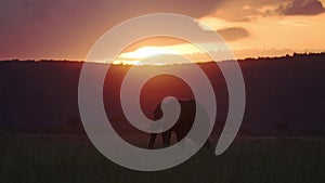 Slow Motion of Africa Wildlife, African Elephant in Beautiful Orange Sunset Sky in Maasai Mara Kenya