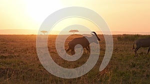 Slow Motion of Africa Wildlife Animals at Sunset, Kenya Wildlife Safari with Topi Walking at Sunrise