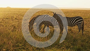 Slow Motion of Africa Wildlife Animals, Zebra Herd Grazing Savannah in Africa on African Safari in M