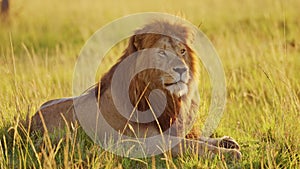 Slow Motion of Africa Wildlife Male lion, African Safari Animals in Maasai Mara in Kenya, Beautiful