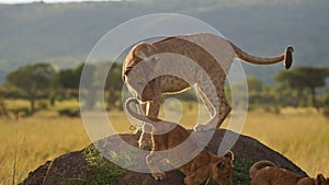 Slow Motion of Africa Wildlife, Two Cute Lion Cubs Playing with Lioness Mother in Masai Mara, Kenya,