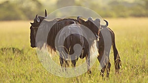 Slow Motion of Africa Wildlife, Wildebeest Grazing Grass in African Savannah Plains Landscape Scener