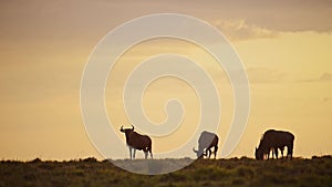 Slow Motion of Africa Wildlife, Wildebeest Herd Under Big Dramatic Beautiful Orange Sunset Stormy St