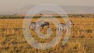 Slow Motion of Africa Wildlife, Zebra Herd Grazing Savannah, Animals on African Safari in Masai Mara