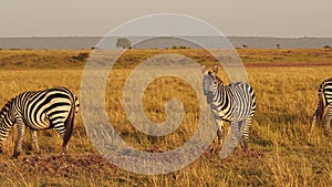 Slow Motion of Africa Wildlife, Zebra Herd Grazing Savannah, Animals on African Safari in Masai Mara