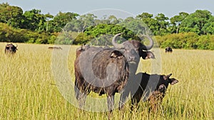 Slow Motion of African Buffalo and Baby, Africa Animals on Wildlife Safari in Masai Mara in Kenya at