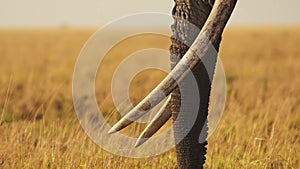 Slow Motion of African Elephant Big Tusks and Trunk Close Up, Africa Animal in Masai Mara, Kenya, Wi