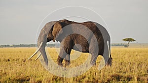 Slow Motion of African Elephant in Masai Mara, Kenya, Africa, Wildlife Safari Animals, Large Male wi