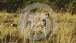 Slow Motion of African Safari Wildlife Animal of Cheetah Walking Close Up in Savanna Grass in Maasai