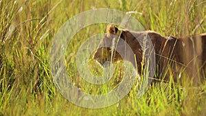 Slow Motion of African Safari Wildlife, Cute Lion Cub Small Baby Animals in Masai Mara, Kenya, Afric