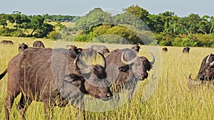 Slow Motion of African WIldlife, Buffalo Herd on Africa Animal Safari in Maasai Mara in Kenya at Mas