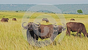 Slow Motion of African WIldlife, Buffalo Herd on Africa Animal Safari in Maasai Mara in Kenya at Mas